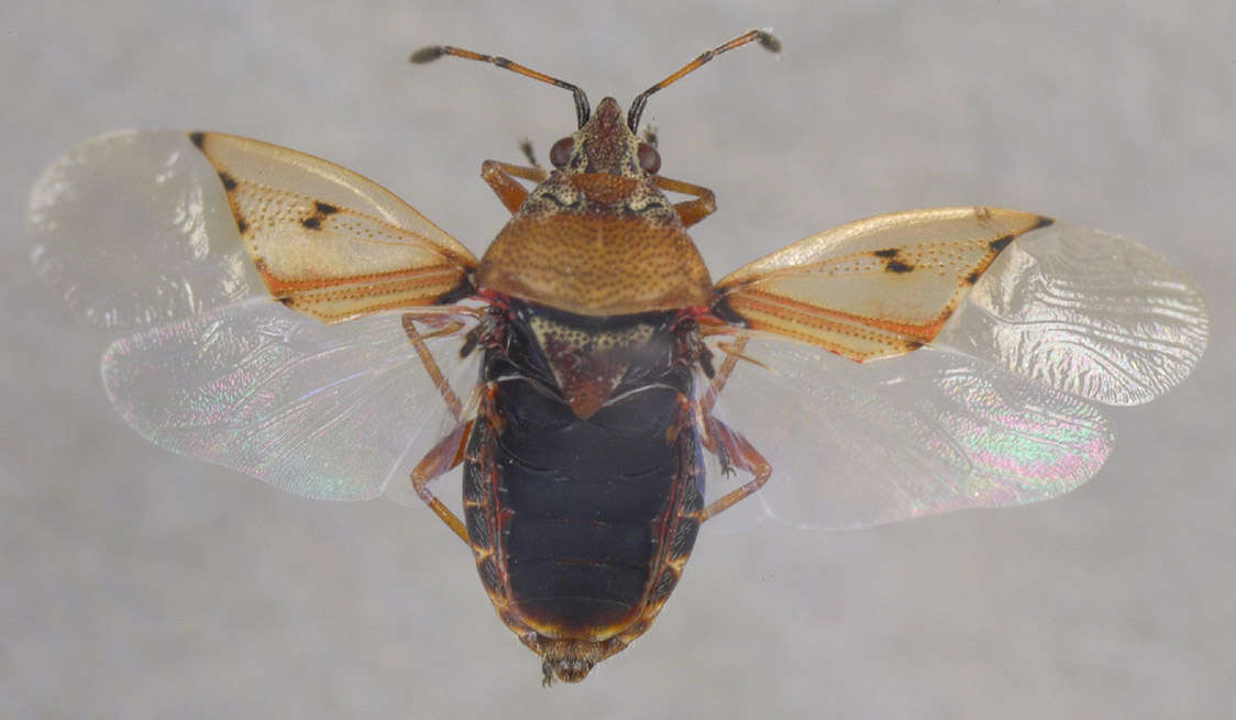 Image of Birch Catkin Bug