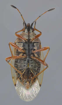 Image of Birch Catkin Bug