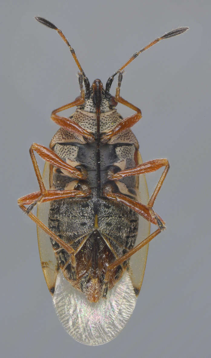 Image of Birch Catkin Bug