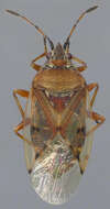 Image of Birch Catkin Bug