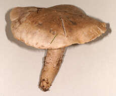 Image of Pseudotricholoma metapodium (Fr.) Sánchez-García & Matheny 2014