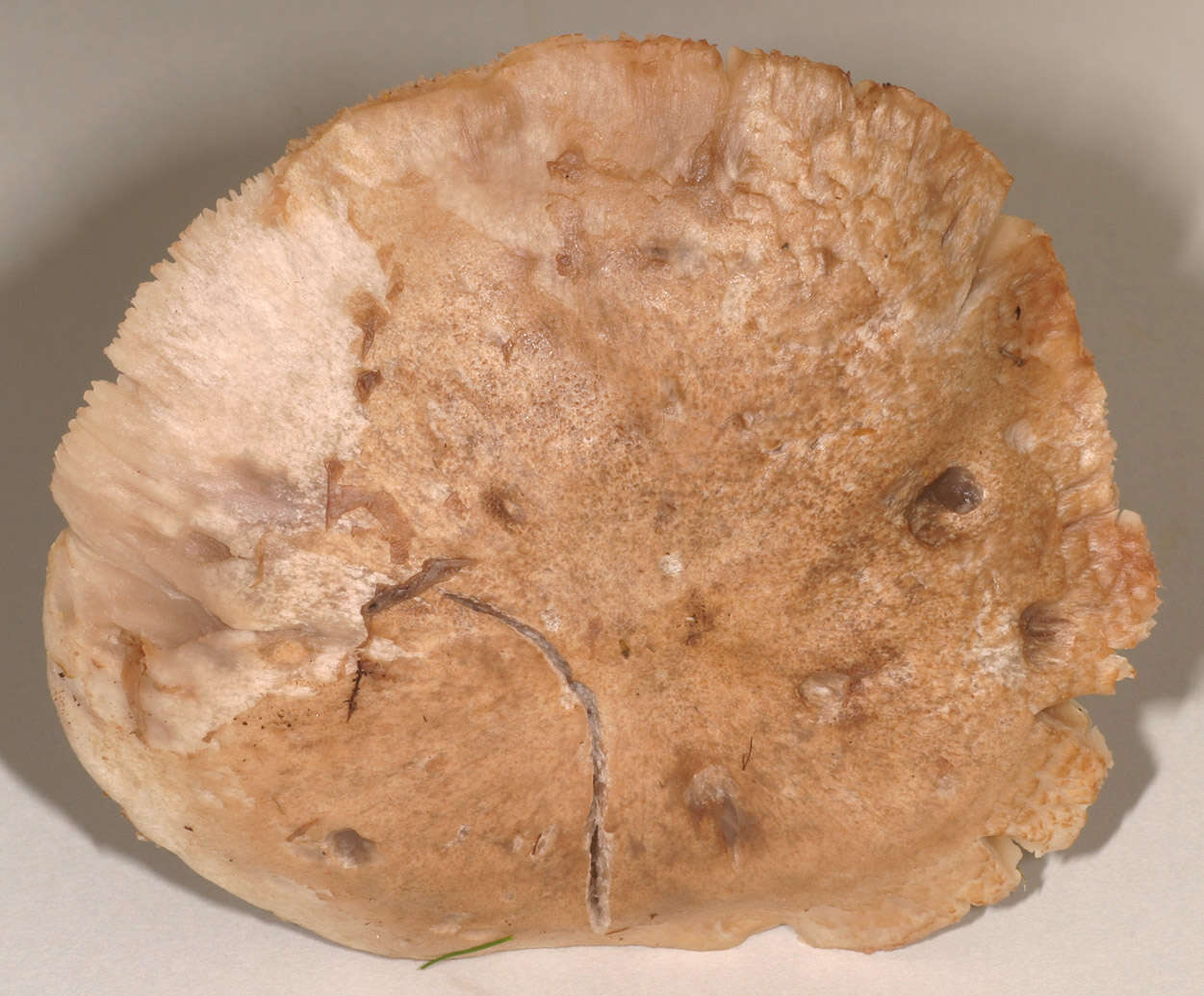 Image of Pseudotricholoma metapodium (Fr.) Sánchez-García & Matheny 2014