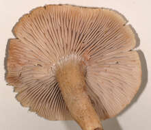 Image of Pseudotricholoma metapodium (Fr.) Sánchez-García & Matheny 2014