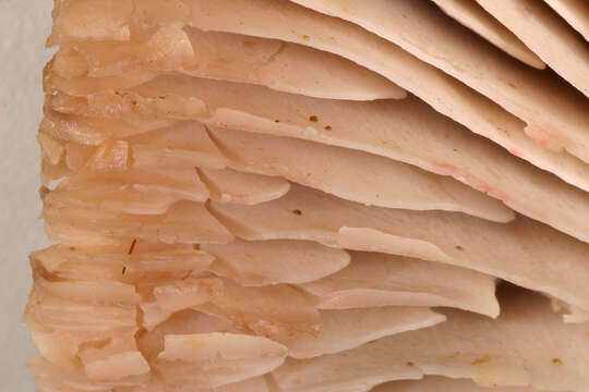 Image of Pseudotricholoma metapodium (Fr.) Sánchez-García & Matheny 2014