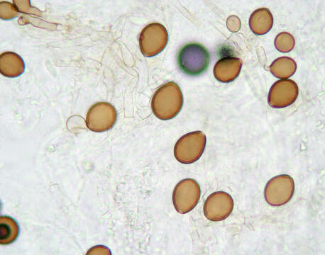 Image of Acremoniella atra (Corda) Sacc. 1886