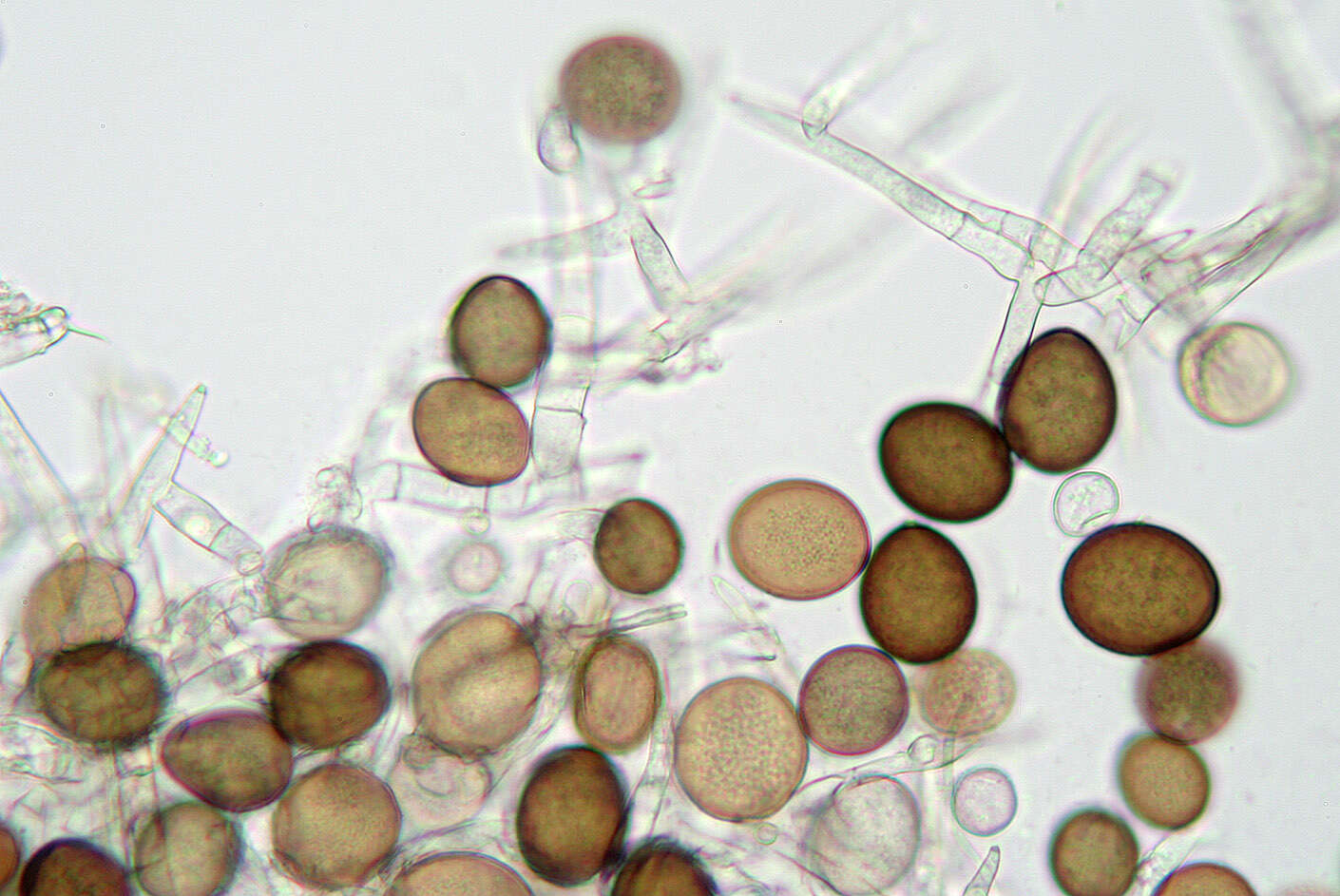 Acremoniella atra (Corda) Sacc. 1886 resmi