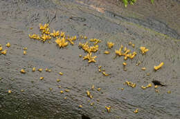 Imagem de Calocera cornea (Batsch) Fr. 1827