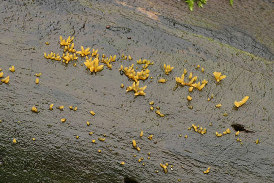 Image of Calocera cornea (Batsch) Fr. 1827