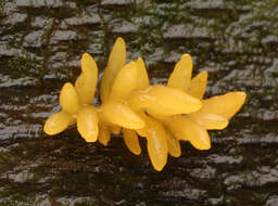 Image of Calocera cornea (Batsch) Fr. 1827