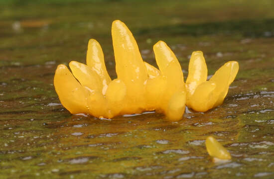 Image of Calocera cornea (Batsch) Fr. 1827