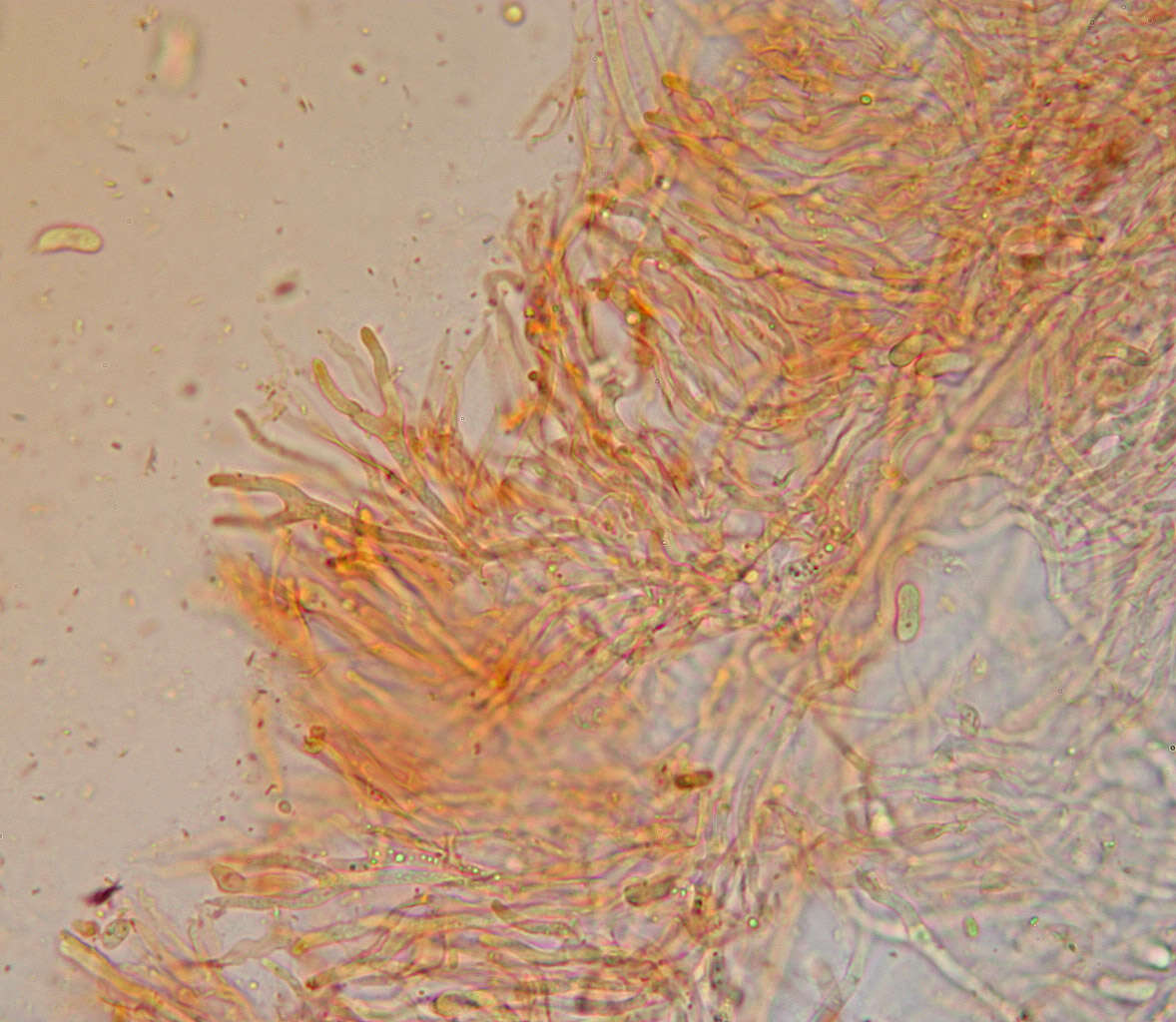 Image of Calocera cornea (Batsch) Fr. 1827