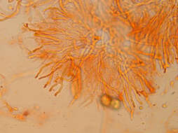 Imagem de Calocera cornea (Batsch) Fr. 1827