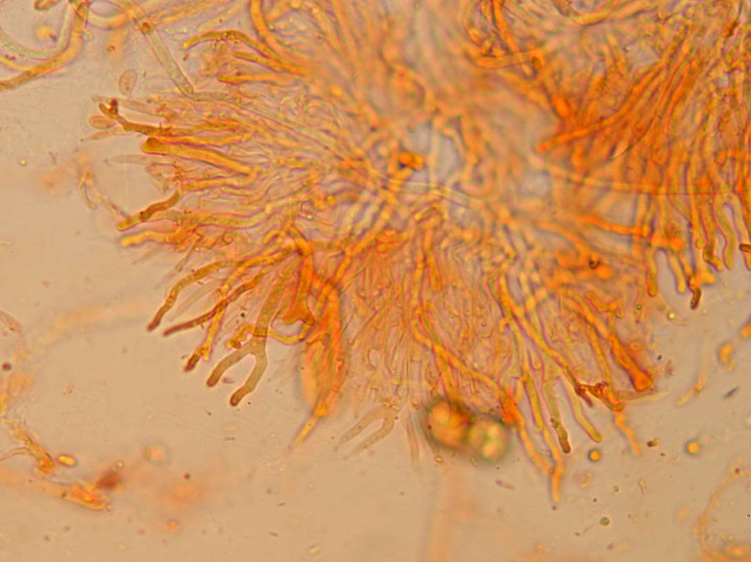 Imagem de Calocera cornea (Batsch) Fr. 1827