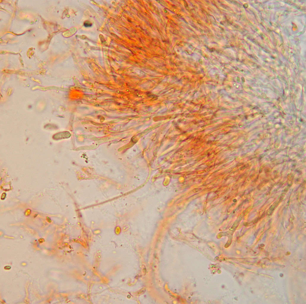 Imagem de Calocera cornea (Batsch) Fr. 1827