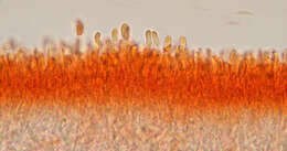 Image of Calocera cornea (Batsch) Fr. 1827