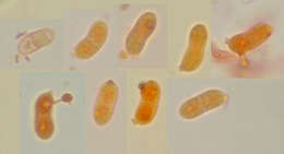 Image of Calocera cornea (Batsch) Fr. 1827