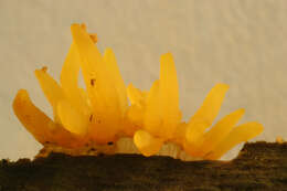 Imagem de Calocera cornea (Batsch) Fr. 1827