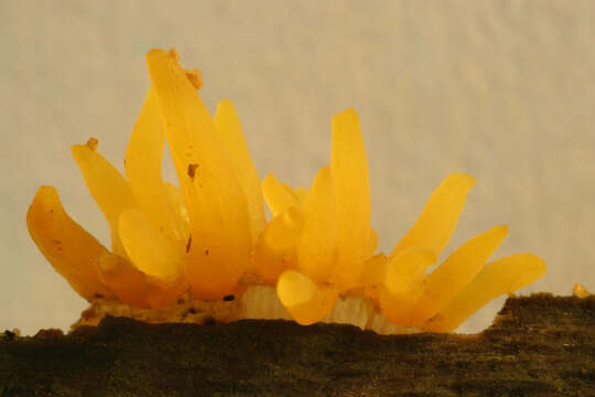 Image of Calocera cornea (Batsch) Fr. 1827