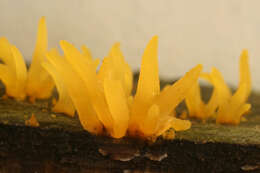 Imagem de Calocera cornea (Batsch) Fr. 1827