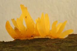 Imagem de Calocera cornea (Batsch) Fr. 1827