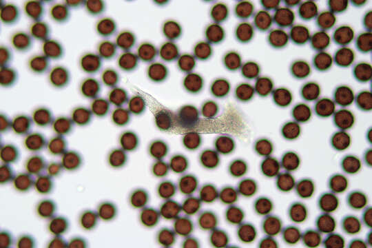 Image of Badhamia melanospora