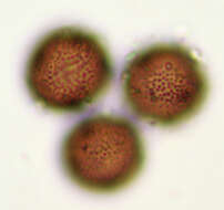 Image of Badhamia melanospora