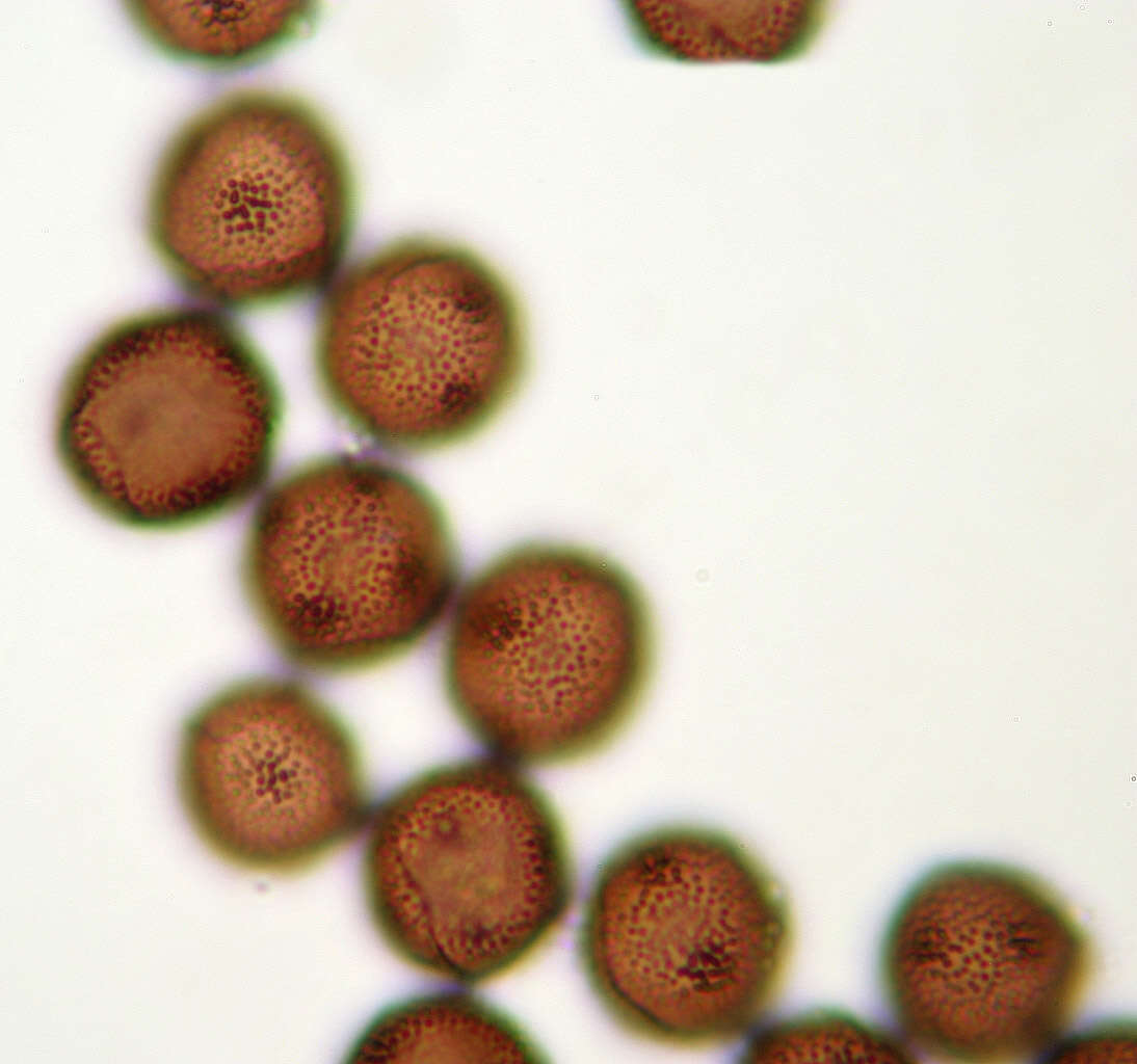 Image of Badhamia melanospora