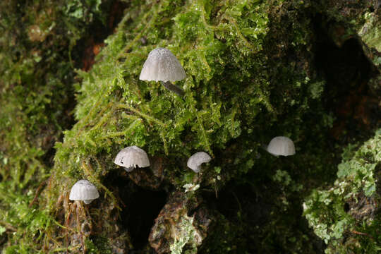 Image of Mycena pseudocorticola Kühner 1938