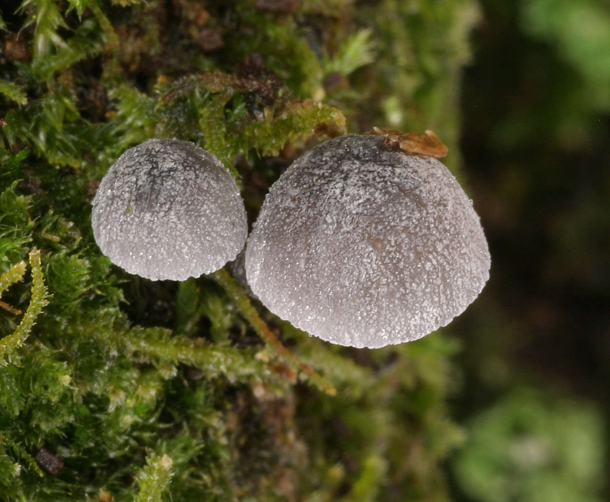 Image of Mycena pseudocorticola Kühner 1938