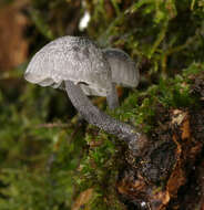 Image of Mycena pseudocorticola Kühner 1938