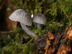 Image of Mycena pseudocorticola Kühner 1938