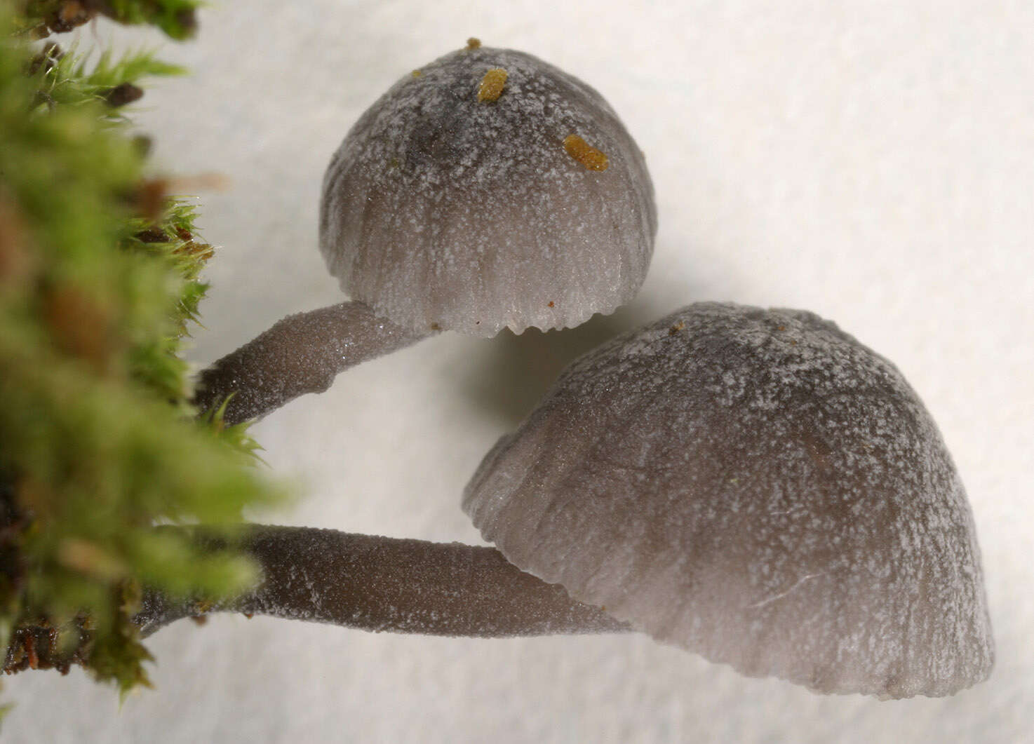 Image of Mycena pseudocorticola Kühner 1938