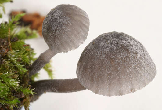 Image of Mycena pseudocorticola Kühner 1938