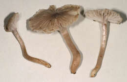 Image of Hygrocybe radiata Arnolds 1989