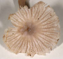 Image of Hygrocybe radiata Arnolds 1989