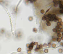 Image of Diderma chondrioderma