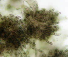 Image of Polythrincium