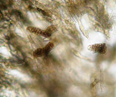 Image of Ampelomyces