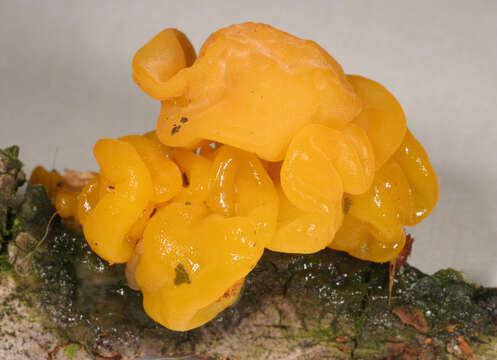 Image of Tremella aurantia Schwein. 1822