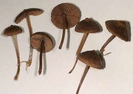 Imagem de Entoloma papillatum (Bres.) Dennis 1953