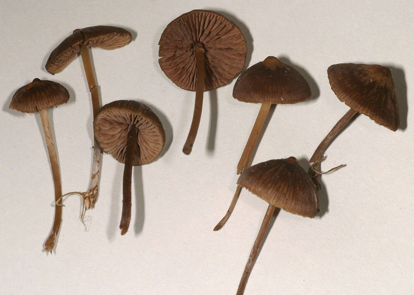 Imagem de Entoloma papillatum (Bres.) Dennis 1953