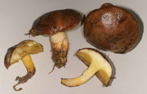 Image of Suillus collinitus (Fr.) Kuntze 1898