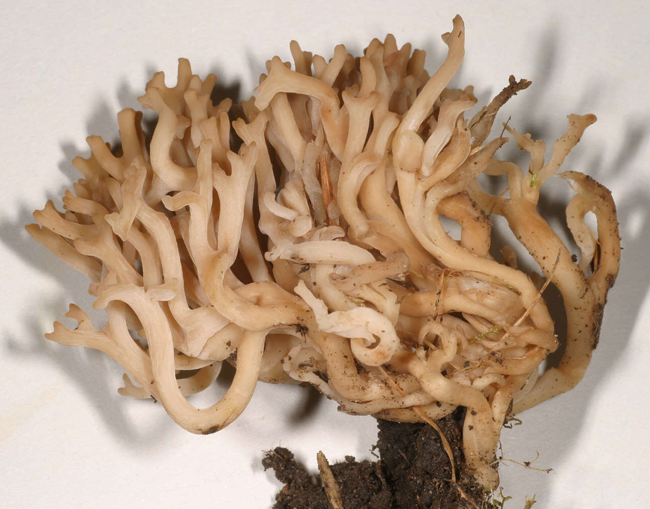 Image of Gilled Fungi