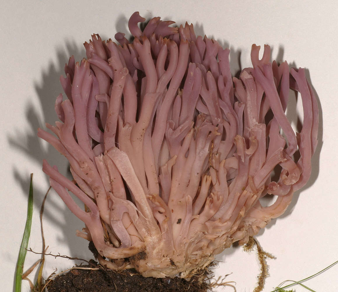 Image of Clavaria zollingeri Lév. 1846