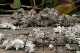 Image of Schizophyllum