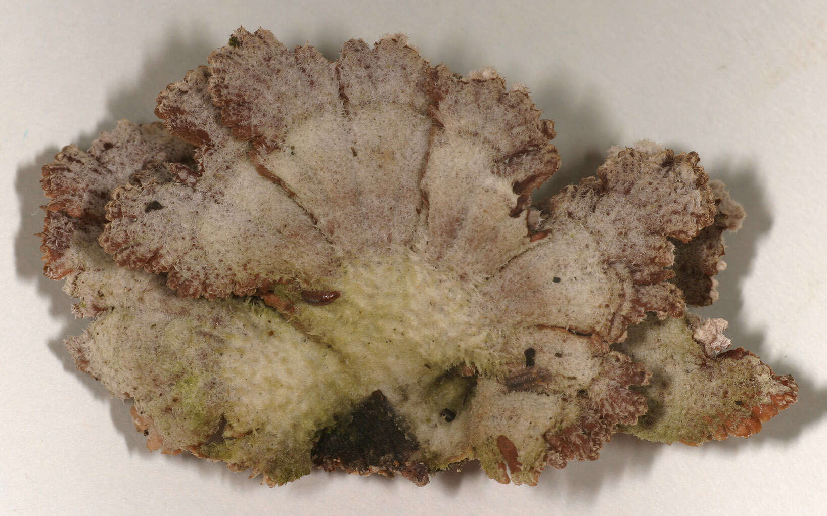 Image of Schizophyllum