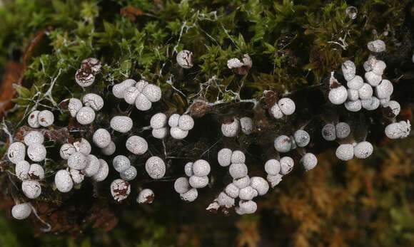 Image of Physarum leucophaeum