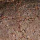 Image of Dictydiaethalium plumbeum