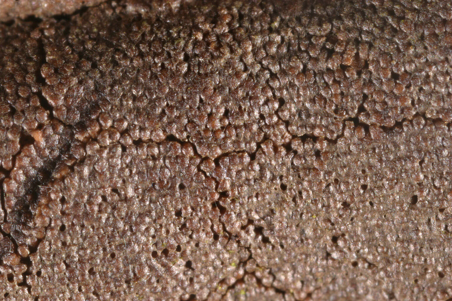 Image of Dictydiaethalium plumbeum