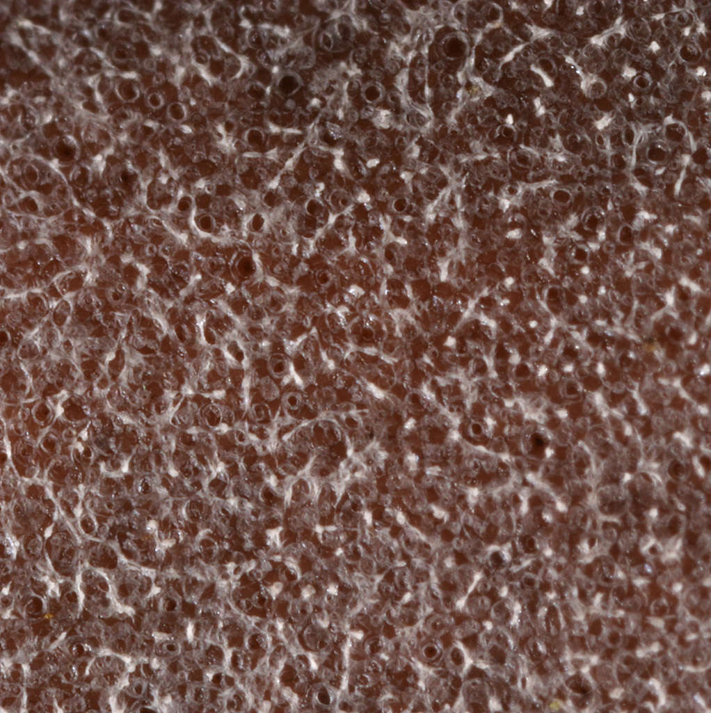 Image of Dictydiaethalium plumbeum